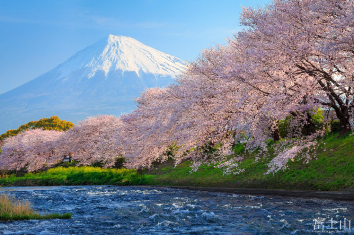 Top-10-Spring-Destinations-Japan-Photo-by-Jirat-Srisabye-740x493