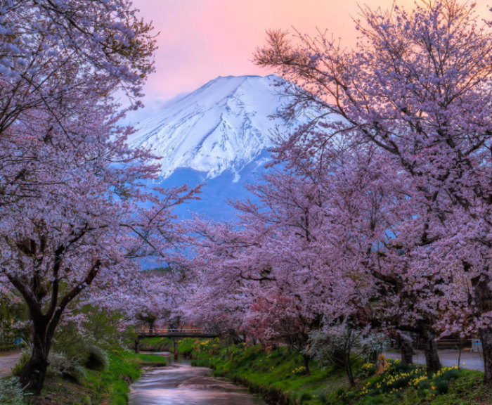 Top-10-Spring-Destinations-Japan-Photo-by-Natasha-Pnini-740x609