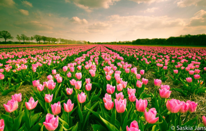 Top-10-Spring-Destinations-Netherlands-Photo-by-Saskia-Jans-740x469