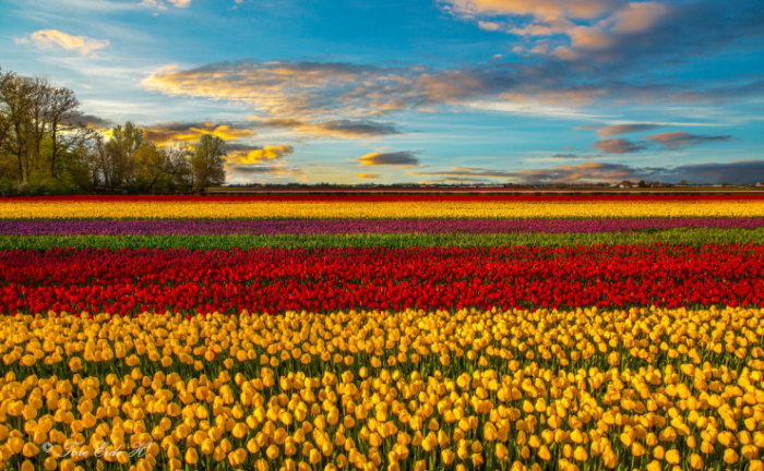 Top-10-Spring-Destinations-Netherlands-Photo-byTore-H-740x457